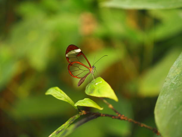 istock The Drago Butterfly Garden 896092842