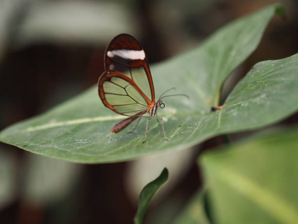 istock The Drago Butterfly Garden 896092978