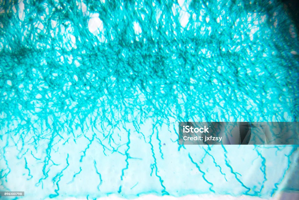 penicillium in microscopy Abstract Stock Photo