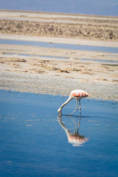 Atacama Desert wildlife reserve.