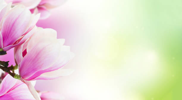 istock Blossoming pink magnolia Flowers 896114984