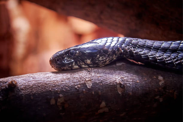 Forest cobra (Naja melanoleuca) Forest cobra (Naja melanoleuca), also known as the black cobra and the black and white-lipped cobra. Copy space forest cobra stock pictures, royalty-free photos & images