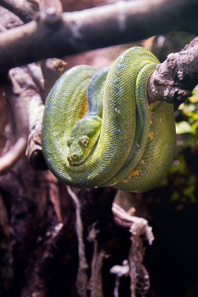 pitone albero verde (morelia viridis) - green tree python foto e immagini stock