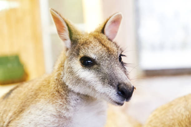 wallaby ágil (agilis de macropus) - agile wallaby fotografías e imágenes de stock