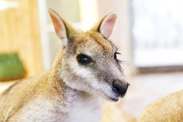 гибкая валлаби (macropus agilis) - agile wallaby стоковые фото и изображения