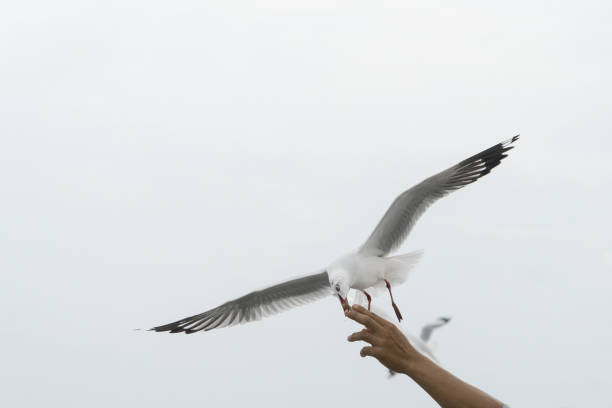 istock Feed the seagulls by hand on dayligth 896144580