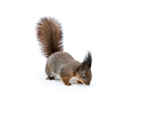 istock red squirrel standing on snow and searching for food 896144856