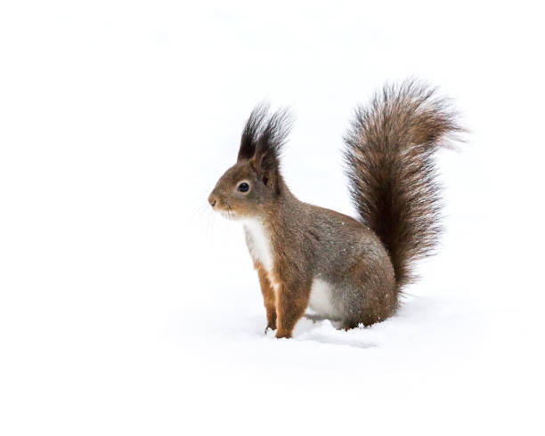 istock red fluffy squirrel sitting on white snow in wintertime 896144894