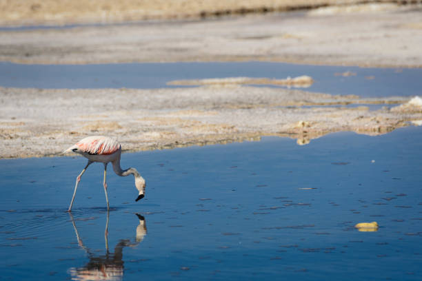 istock Flamingos in South America. 896147484