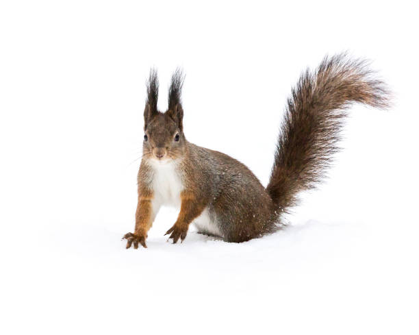 istock red squirrel sitting on white snow in winter 896147968