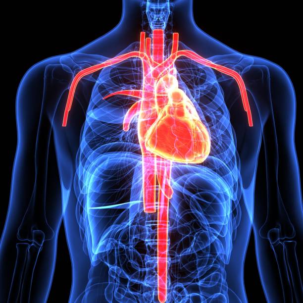 istock 3d illustration of human body organ(heart anatomy) 896151304