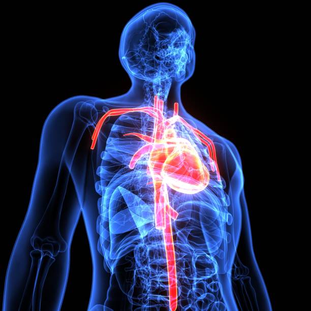 istock 3d illustration of human body organ(heart anatomy) 896153552