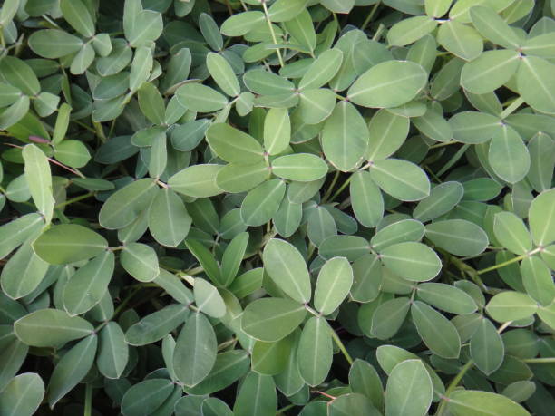 istock Plant of the genus Arachis 896153664