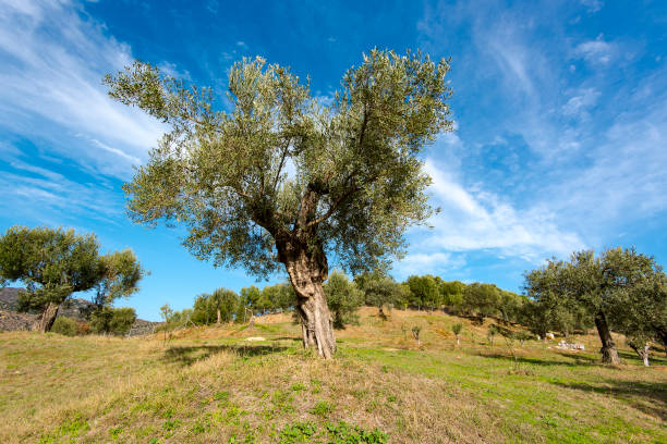 Ripe olives on the branch of olive tree.   Selective Focus.
