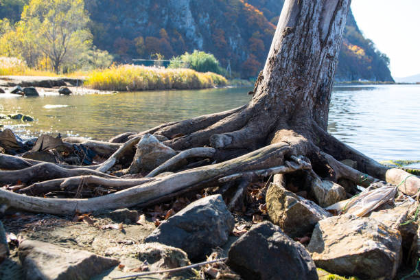 Bare roots of tree near the lake shore. Autumn day.