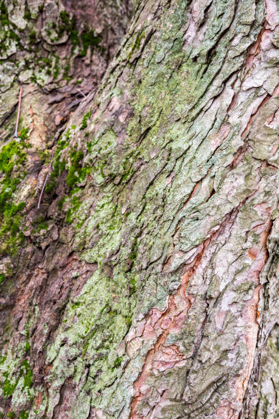 istock The bark of the tree. Texture 896158198