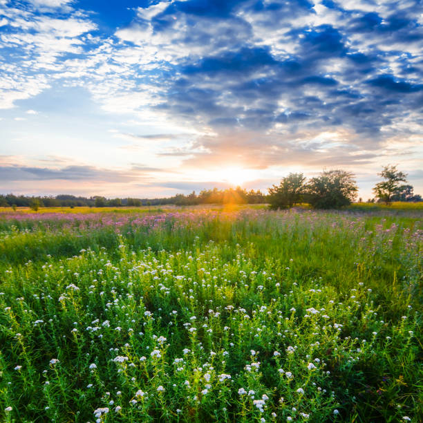 istock beautiful summer prairies at the sunset 896165804