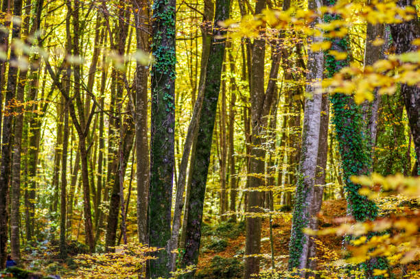 la fageda d'en jorda catalogne garrotxa olot girona nature - garrotxa photos et images de collection