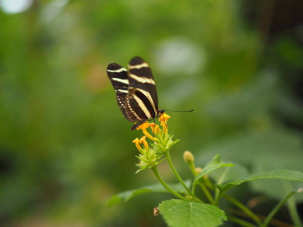 istock The Drago Butterfly Garden 896174246