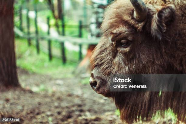 Bisonte Nella Riserva - Fotografie stock e altre immagini di Ambientazione esterna - Ambientazione esterna, Animale, Animale da compagnia