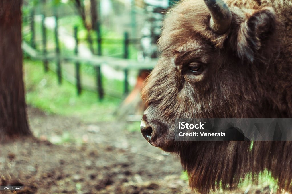 bison in the reserve bison reserve in a profile closeup of the woods American Bison Stock Photo