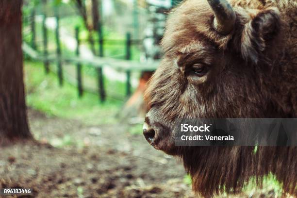 Bison In The Reserve Stock Photo - Download Image Now - American Bison, Animal, Animal Body Part