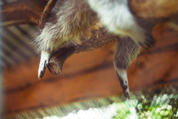 istock the paws of a raccoon hanging from a branch 896183706
