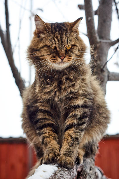 istock sly cunning purebred siberian cat on tree 896195340