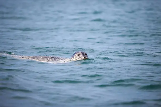 Wild seal in blue waters of the Sea of Japan