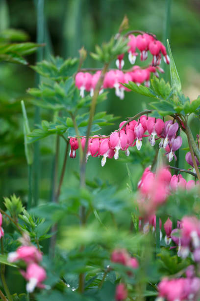 istock Swedish spring and summer garden, Lamprocapnos spectabilis 896199542