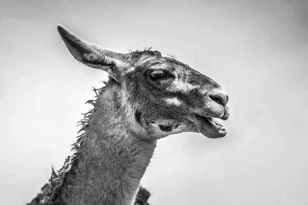 istock Llama in Machu Picchu, Cuzco, Peru 896209242