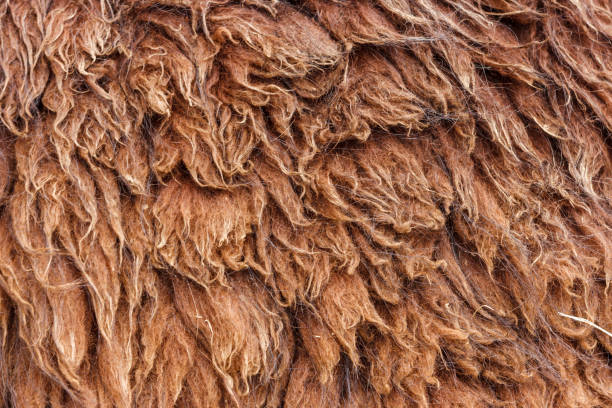 istock Llama wool (hair) in Machu Picchu, Cuzco, Peru 896209294