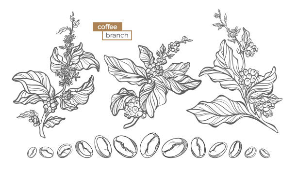 illustrations, cliparts, dessins animés et icônes de jeu de branches d’arbres café vectorielles - tree set