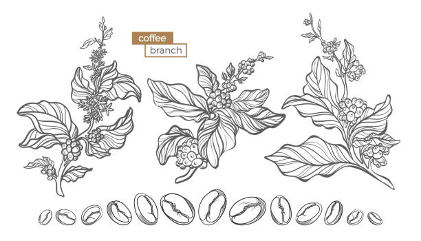Vector set of coffee tree branches Vector set of coffee tree branches with flower, leaves and beans. Botanical drawing, sketch. Line art design. Realistic nature style. Organic illustration. Big collection isolated on white background. coffee tree stock illustrations