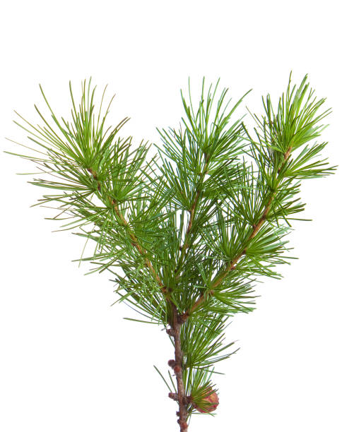 istock The branch of larch 896218170