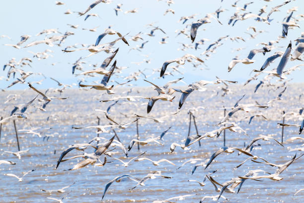 istock A flock of bird , seagull flying in the sky. 896218462