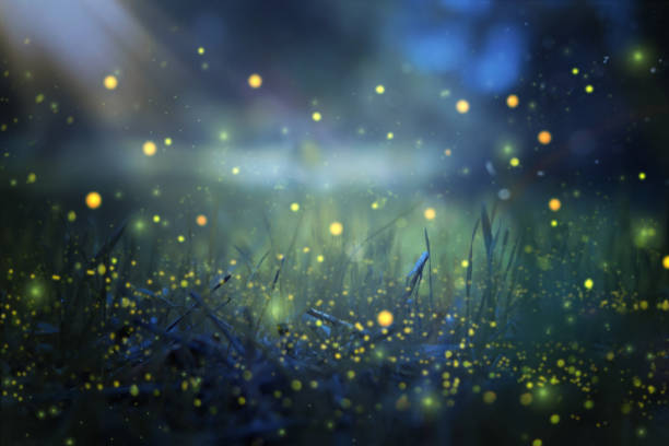 image abstraite et magique de firefly battant dans la forêt de nuit. concept de conte de fées. - firefly photos et images de collection