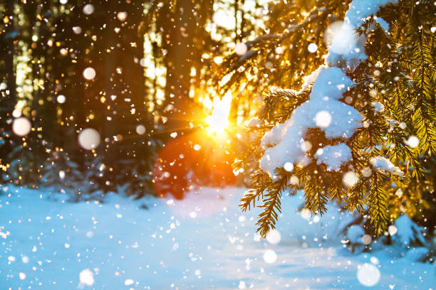 istock winter landscape with the forest and sunset 896221626