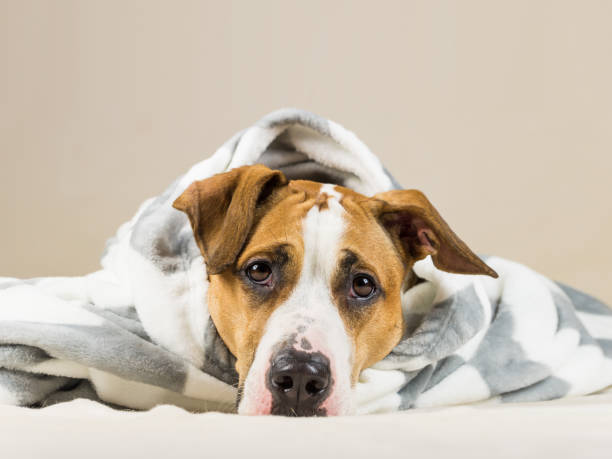 istock Funny puppy in warm throw blanket rests in bedroom 896224292