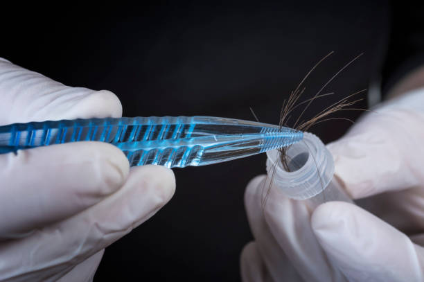 Forensic Science Forensic Science in Lab. Forensic Scientist examining haor with DNK evidences medical sample stock pictures, royalty-free photos & images