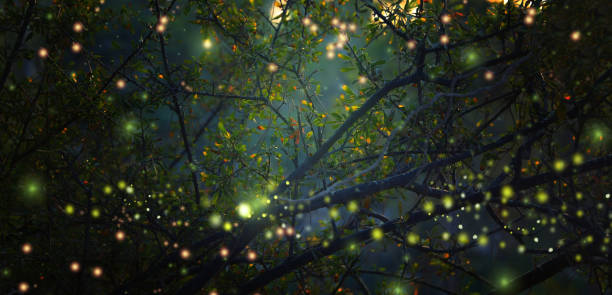 imagen abstracta y mágica de luciérnaga volando en el bosque de noche. concepto de cuento de hadas. - ethereal fotografías e imágenes de stock