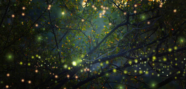 image abstraite et magique de firefly battant dans la forêt de nuit. concept de conte de fées. - éthéré photos et images de collection