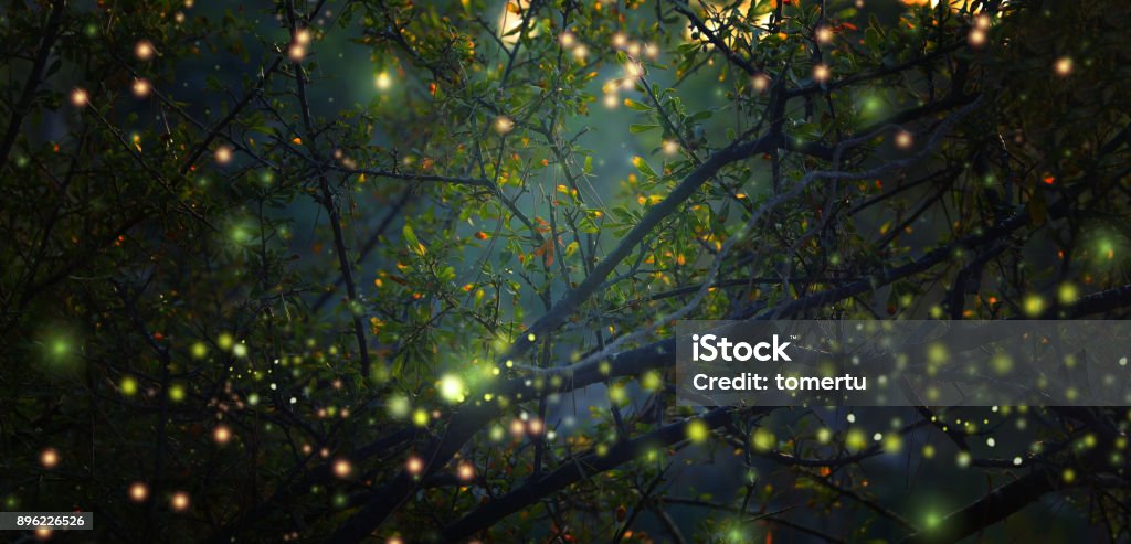 Abstract and magical image of Firefly flying in the night forest. Fairy tale concept. Abstract and magical image of Firefly flying in the night forest. Fairy tale concept Forest Stock Photo