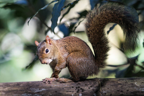 istock Lunch time. Guianan squirrel (Sciurus aestuans) sitting on a bamboo trunk with a peanut. 896228792