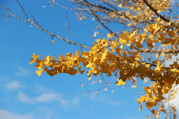 istock Full yellow Japanese Leaf on the tree with blue sky background in the garden. 896234340