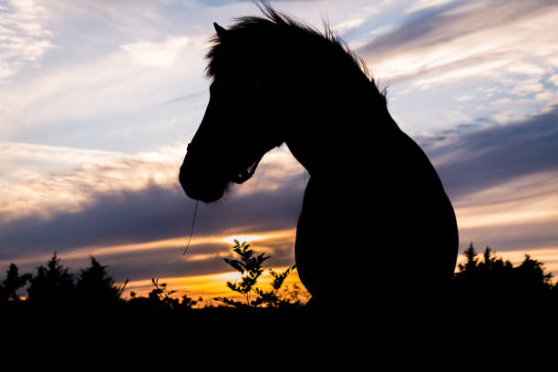 Beautiful portrait of the silhouette of a icelandic horse in orange  eveneing sunset with stripes of cloudes in the sky
