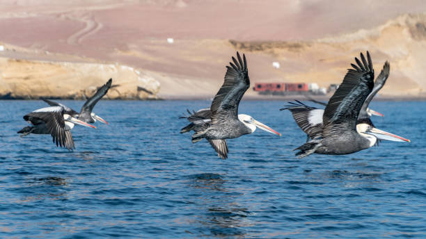 istock Paracas National Park in Peru with pelicans. Ica, Peru 896245596