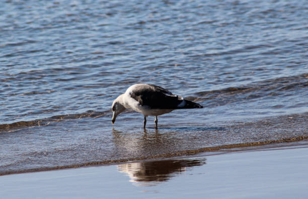 amarelo--gaivota (larus michahellis) - michahellis - fotografias e filmes do acervo