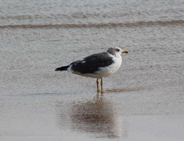 amarelo--gaivota (larus michahellis) - michahellis - fotografias e filmes do acervo