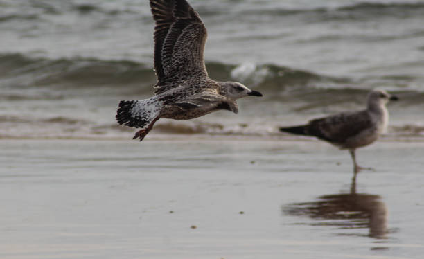 amarelo--gaivota (larus michahellis) - michahellis - fotografias e filmes do acervo